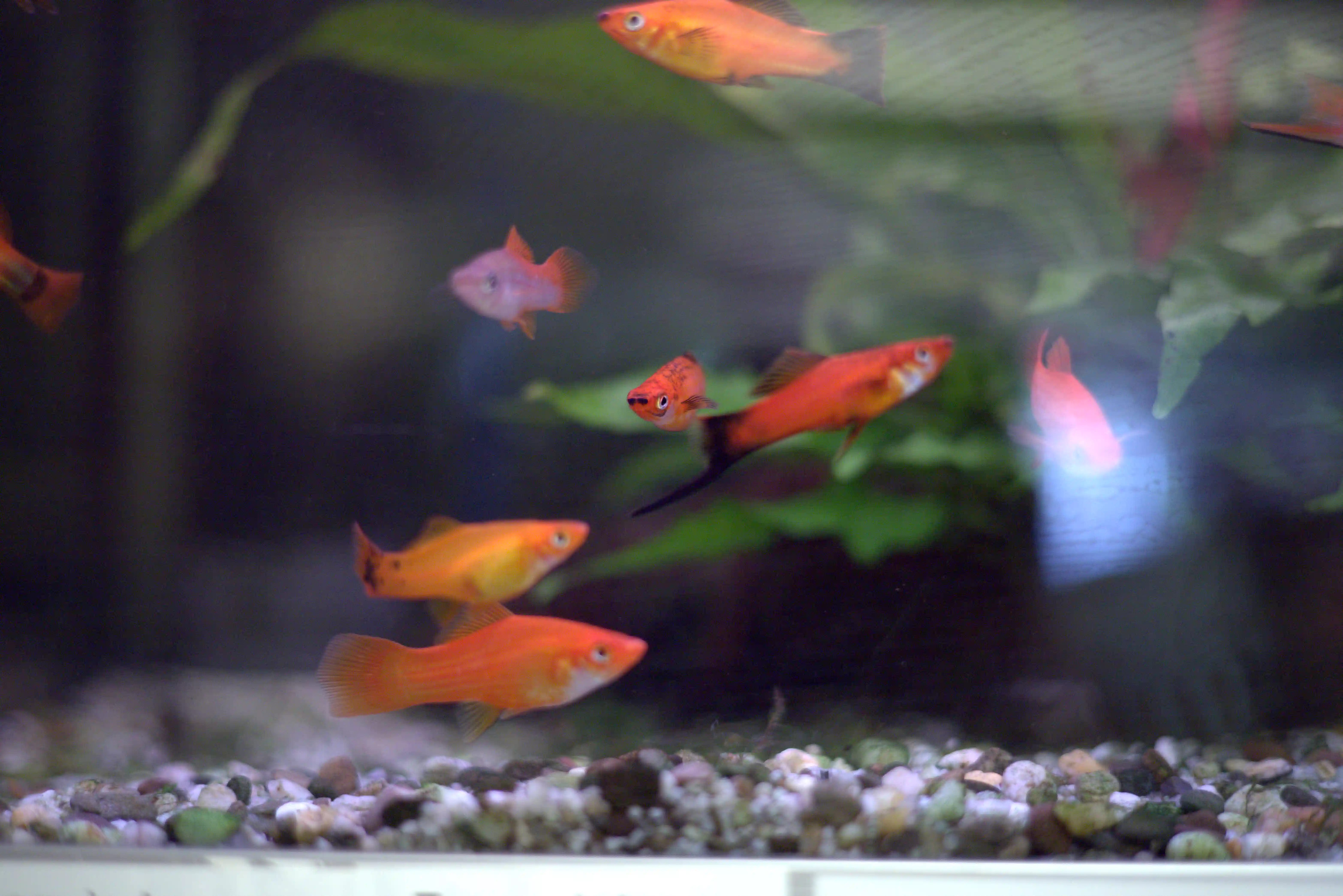 Aquarium met vissen in de winkel van Dino's