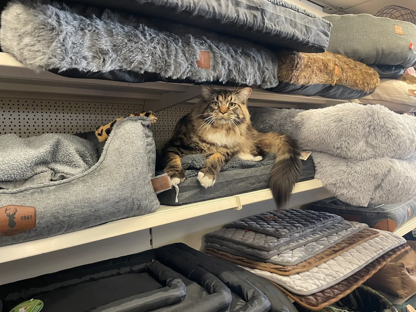 Katten categorie